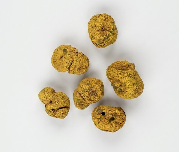 延胡索（エンゴサク）の塊茎