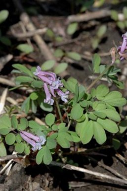延胡索の基源植物　淡紅紫色の花