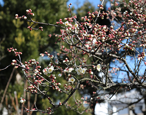 ウメ 蕾